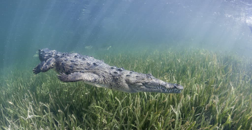 Coccodrillo cubano che nuota lungo l'erba del mare.