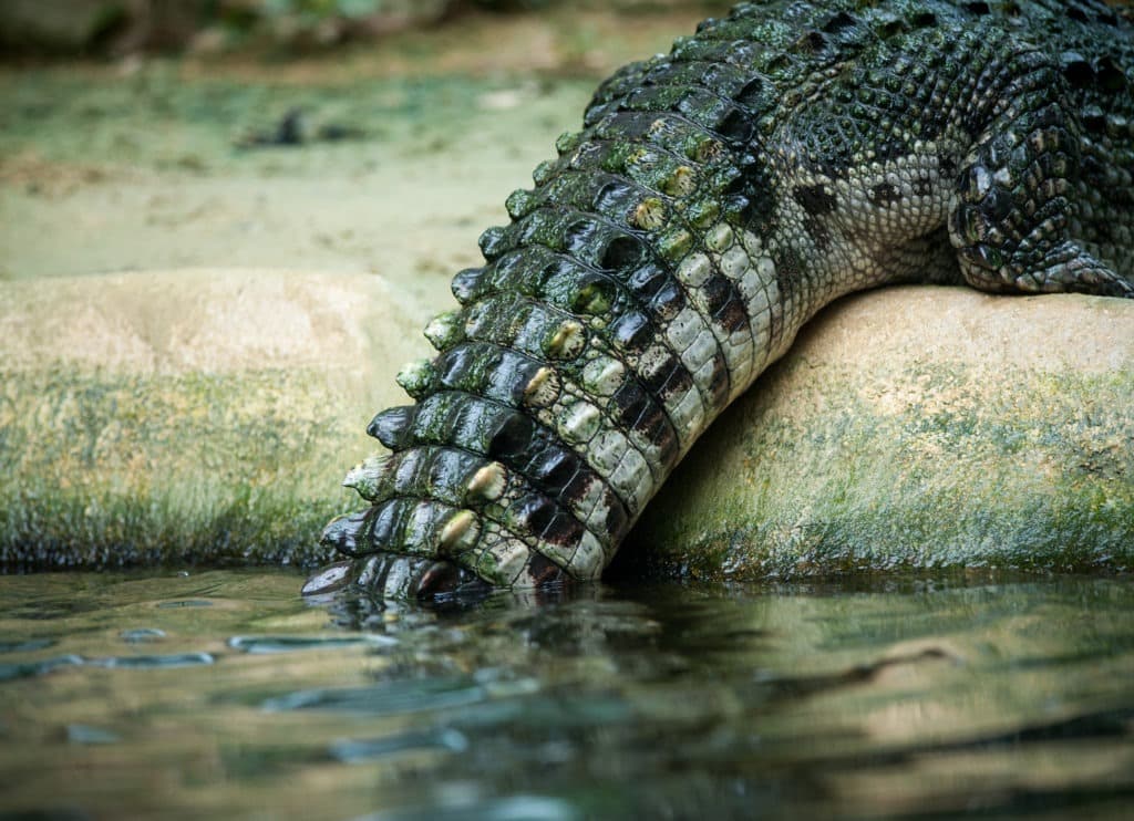 Crocodile tail close-up and details.