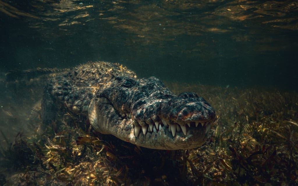 Saltwater american crocodile underwater.