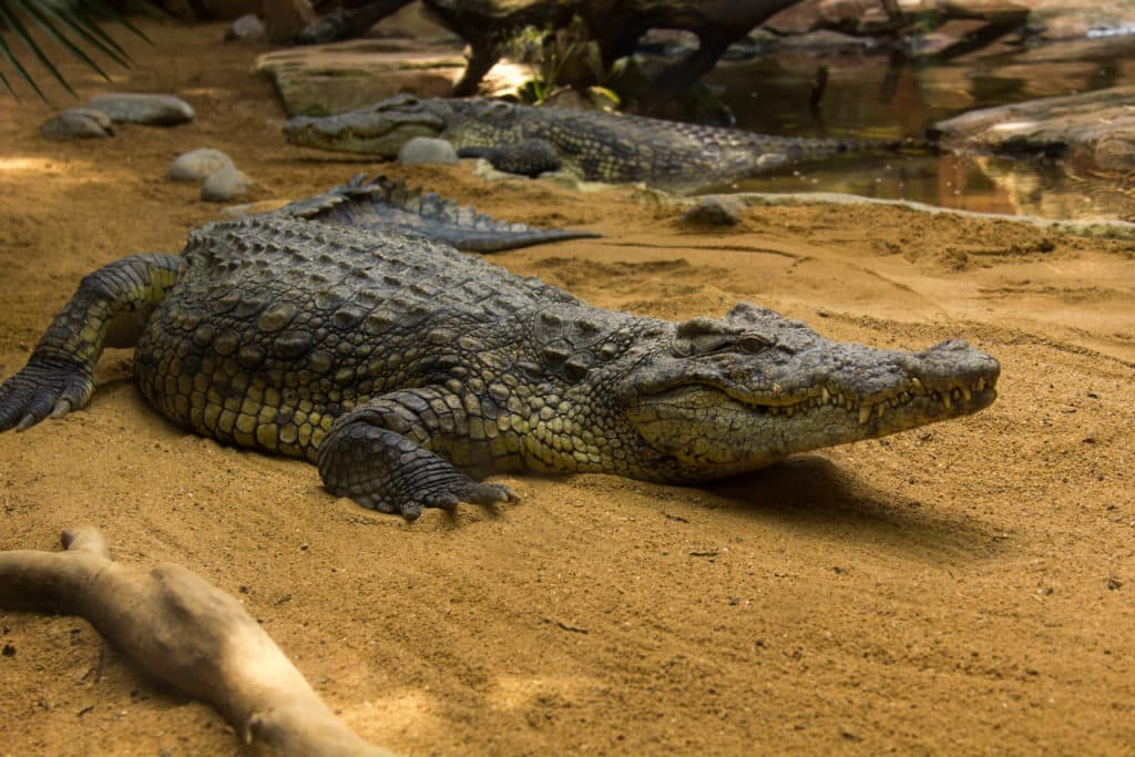 krokodýli v krokodýlí farmě.