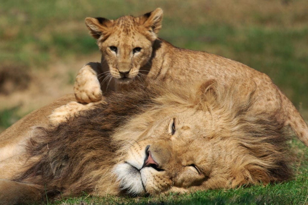 Cub playing with a male lion.