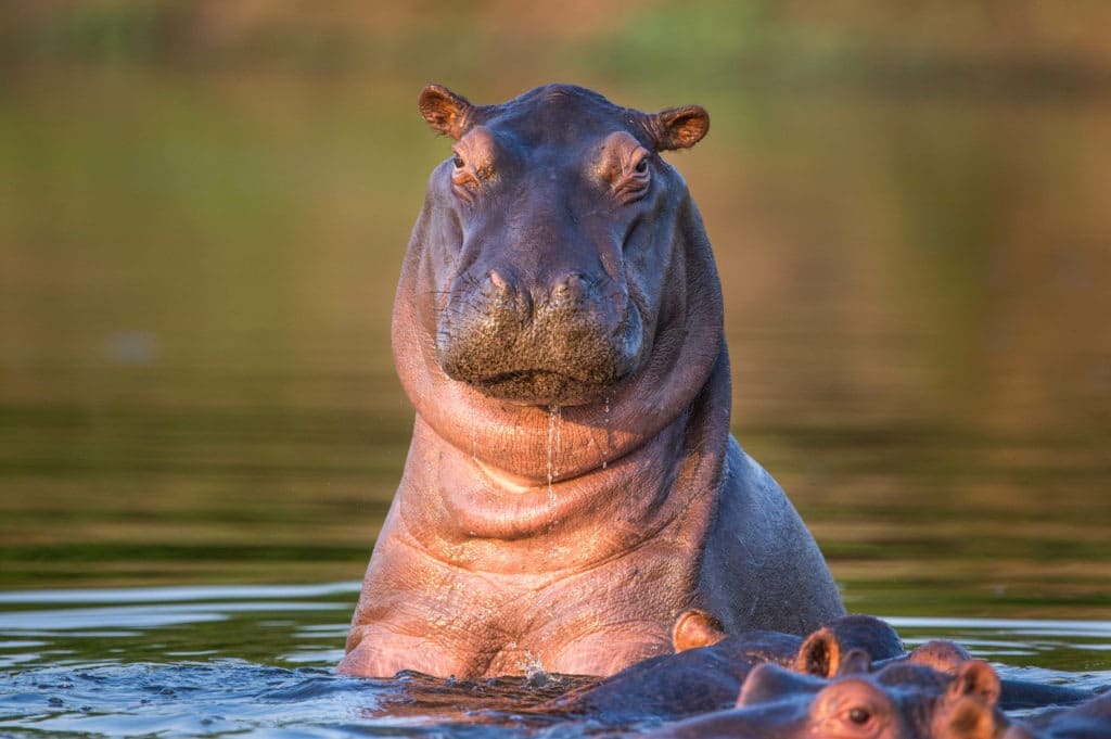 Curious hippo in a river.