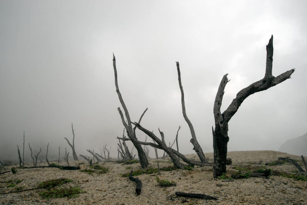 Dead and dry forest.