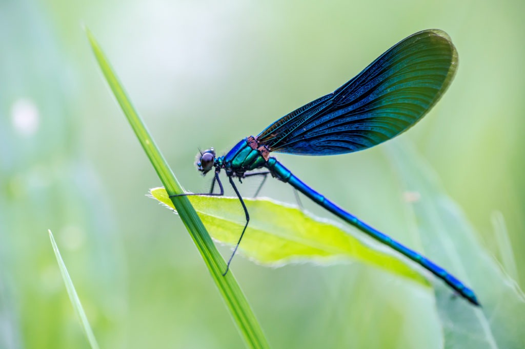 A beautiful dragonfly sits in the grass in a meadow.