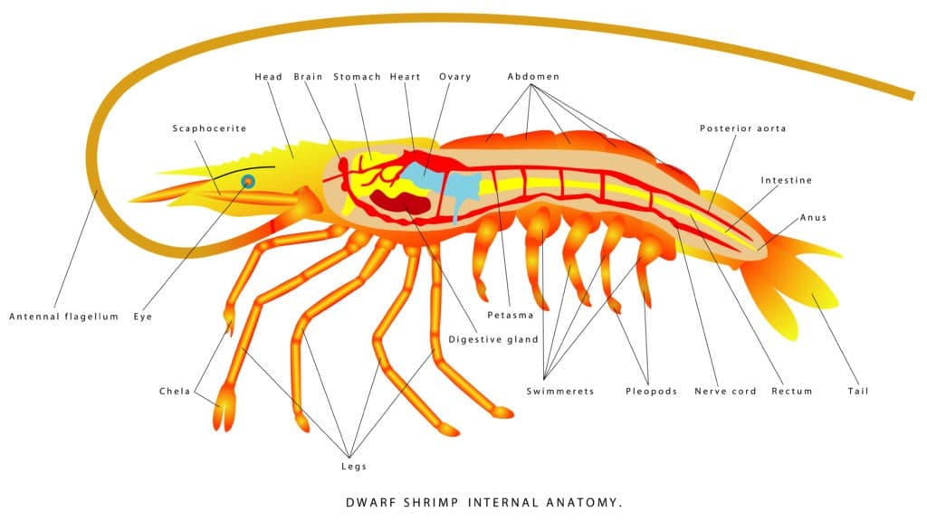 Internal anatomy of a dwarf shrimp.