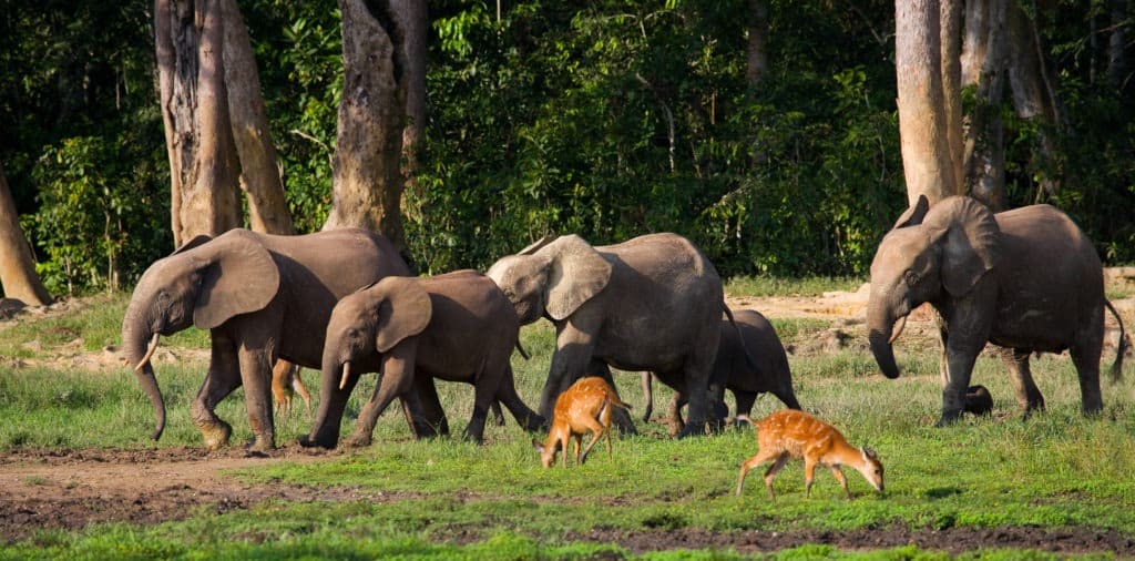 Group of forest elephants in the Dzanga-Sangha Reserve.