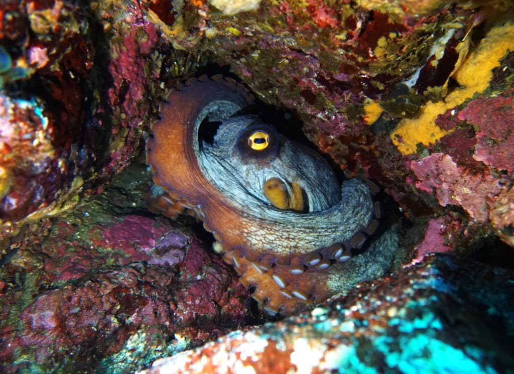 East asian common octopus hiding under rocks.