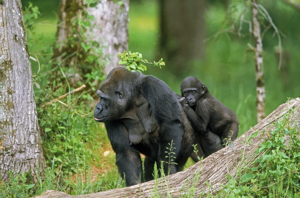 Eastern lowland mother gorilla with young one.