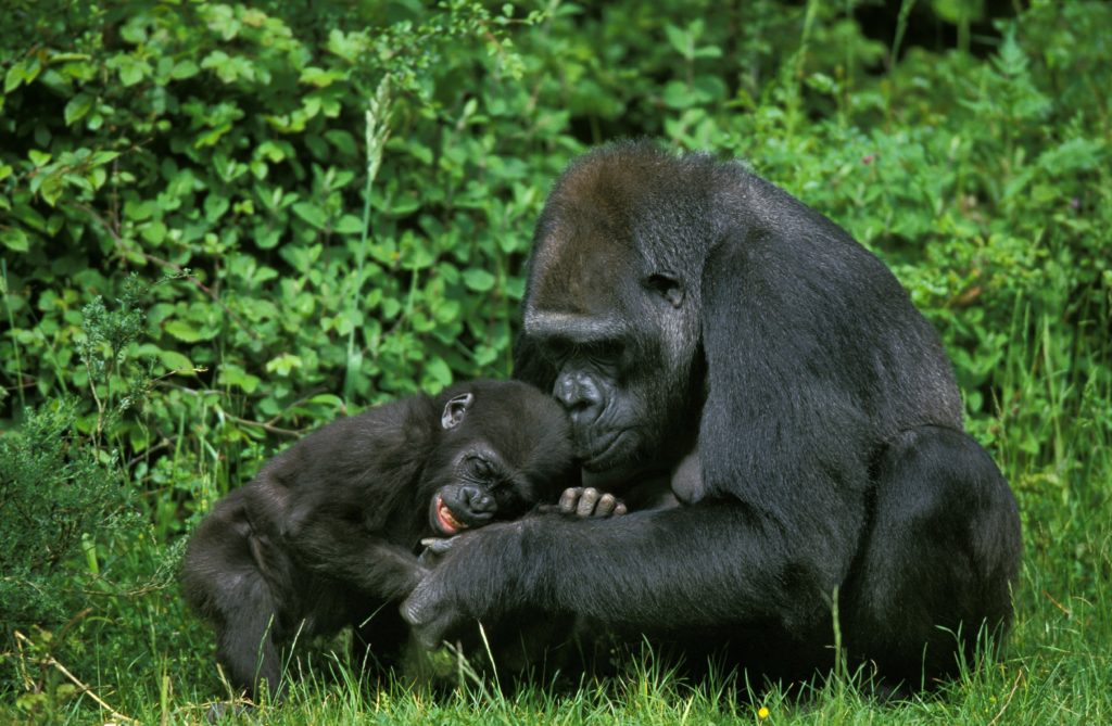 Eastern lowland mother gorilla with young gorilla.