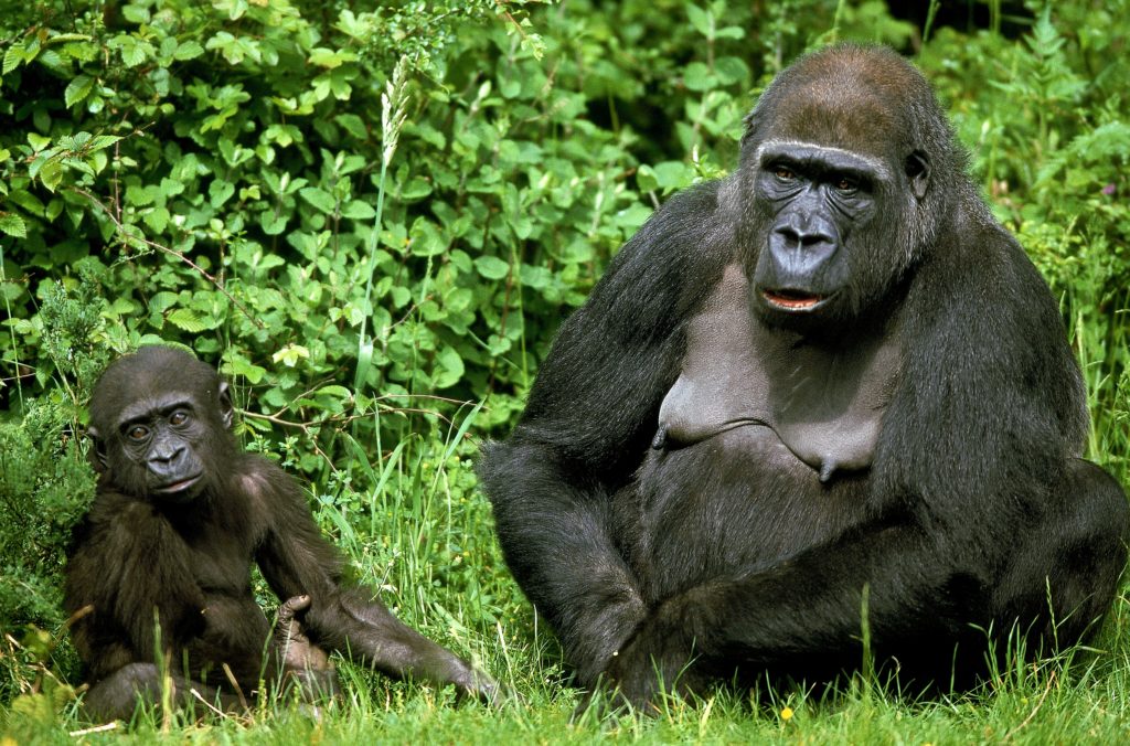 Eastern lowland gorilla mother and young on the grass.