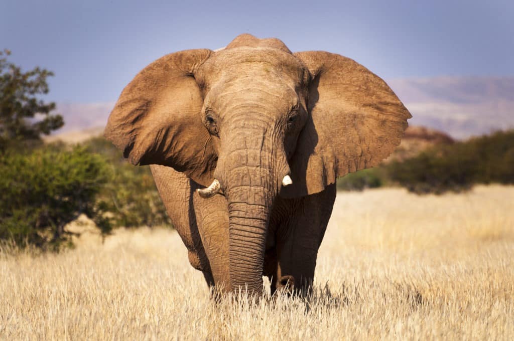 Elephant focus in the savannah.