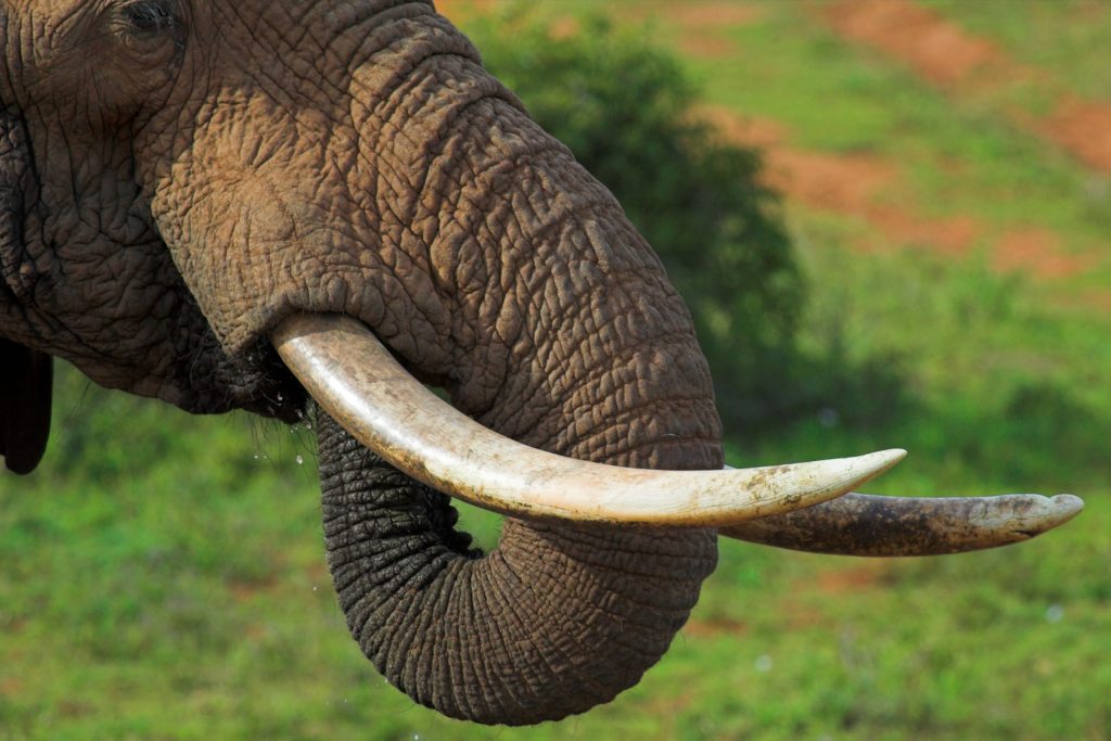 Close up of an african elephant's tusks and trunk, while it's drinking.