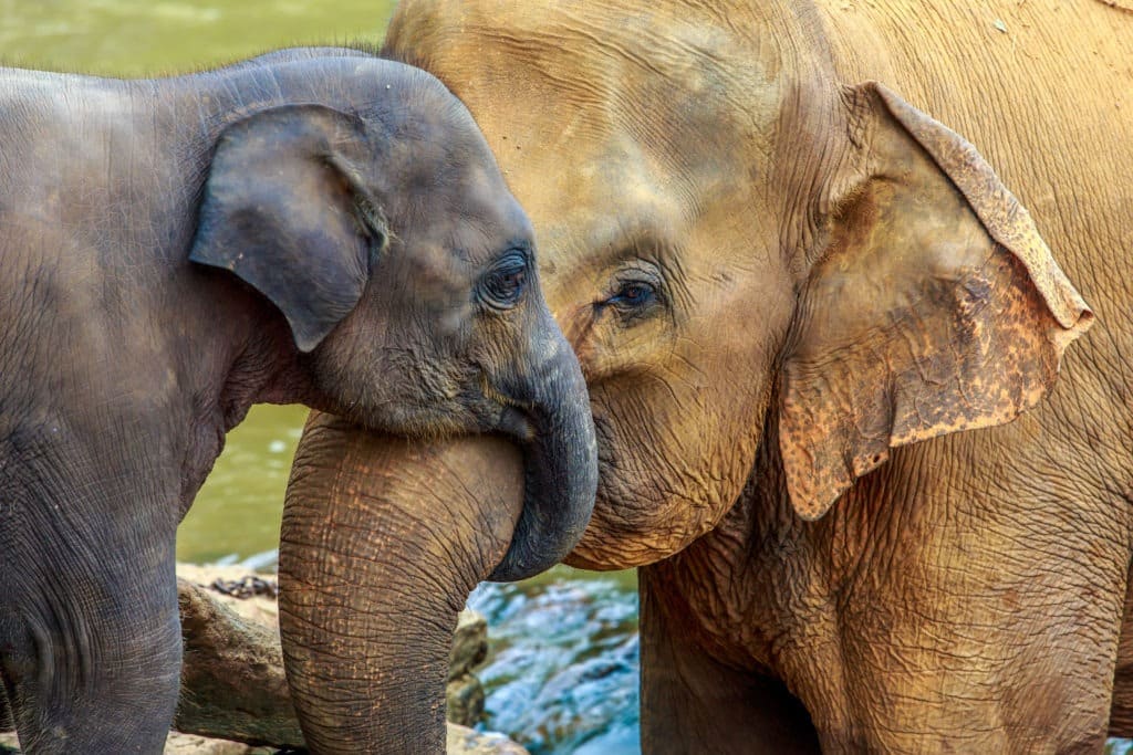 Elephant and baby elephant cuddling trunks in the river.