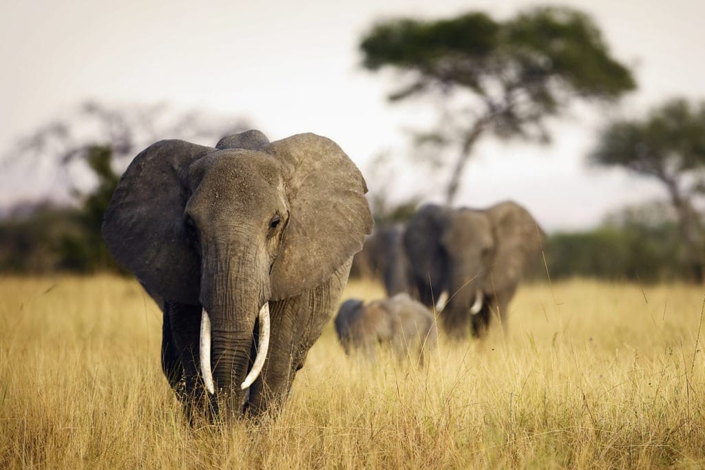 Herd of elephants walking through tall grass.