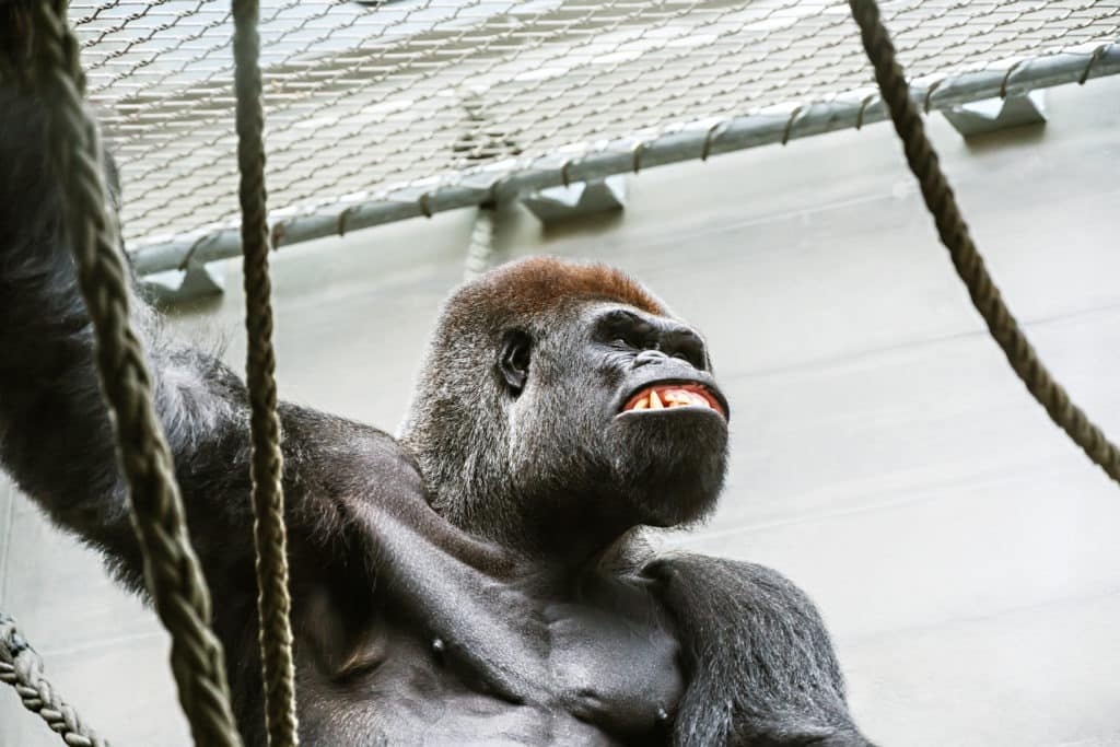 Portrait of an enraged gorilla in a zoo.