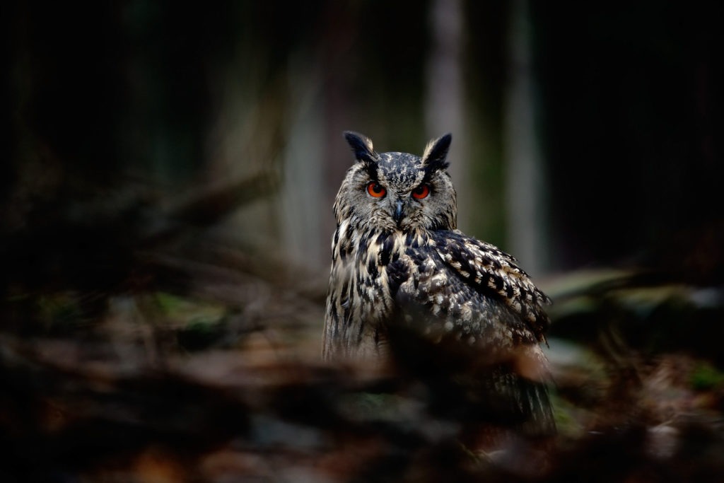 Eurasian eagle owl in a dark forest.