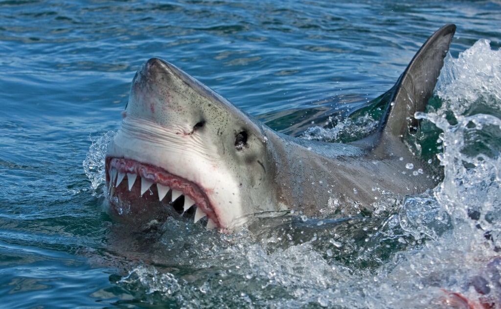 (Great White) Shark vs. Crocodile: Who Wins in a Fight?