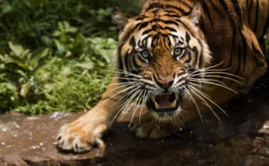 Human vs. Tiger: Can a Human Survive? (Everything to Know)