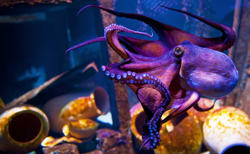 Octopuses Making Gardens: True? (+ Interesting Facts)