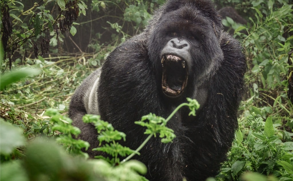 Gorilla vs. Elephant: Who Wins in a Fight?