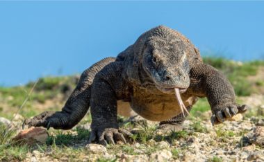 Komodo Dragon vs. Crocodile: Who Wins in a Fight?