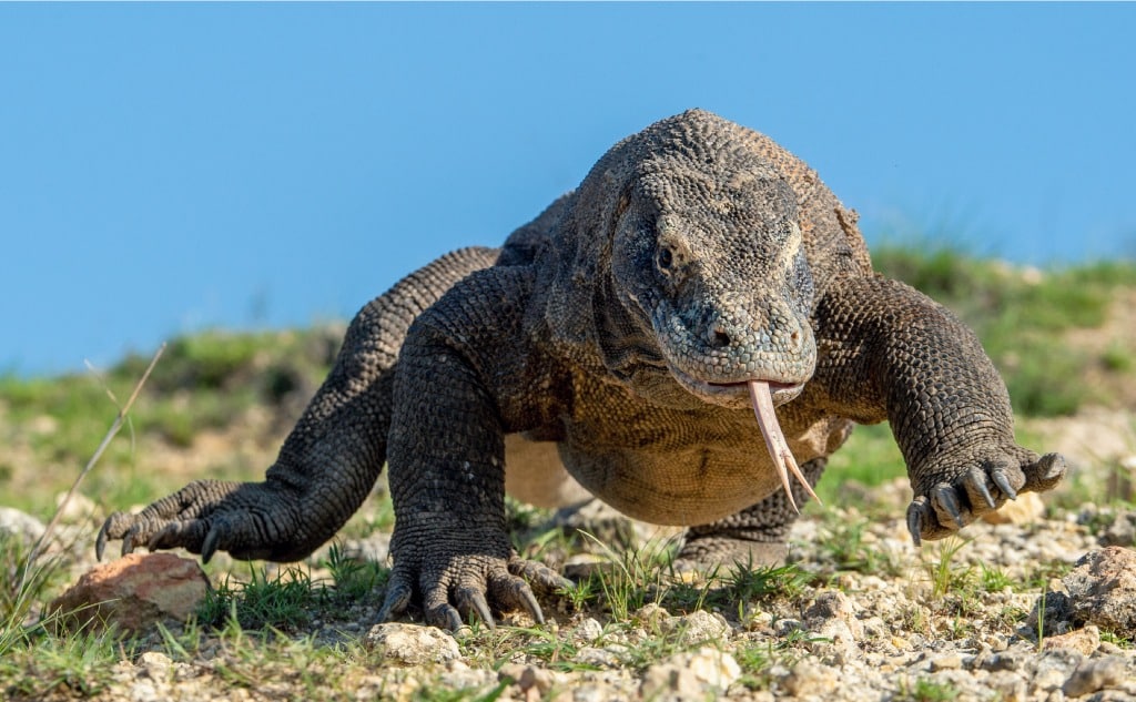 Komodo Dragon vs. Crocodile: Who Wins in a Fight? – Nature Noon