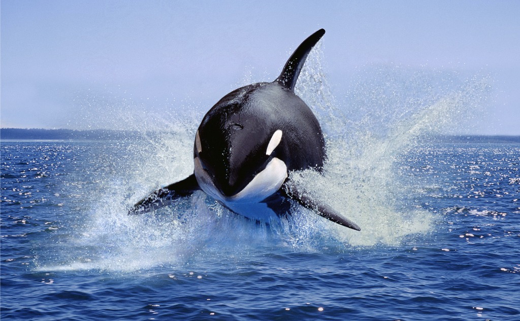 Orca Killer Whale vs. Great White Shark: Who Wins in a Fight?