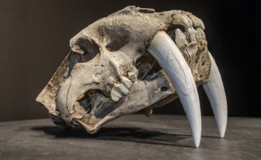 Tigers vs. Saber-Toothed Tigers: Who Wins in a Fight?