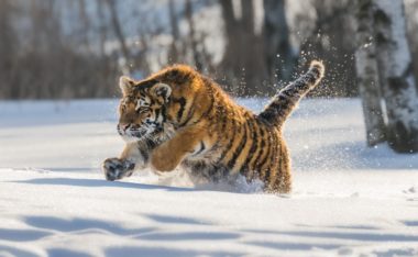 Siberian Tiger vs. Polar Bear: Who Wins in a Fight?