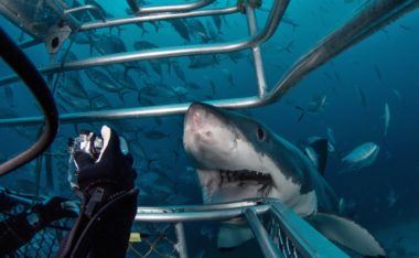 Swimming With Sharks but Not With Crocodiles: Why So?