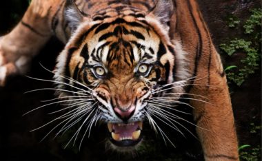Tiger vs. Grizzly Bear: Who Wins in a Fight? (+ Vital Facts)