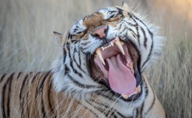 Tiger Licks Your Skin Off: Possible? (+ Vital Facts)