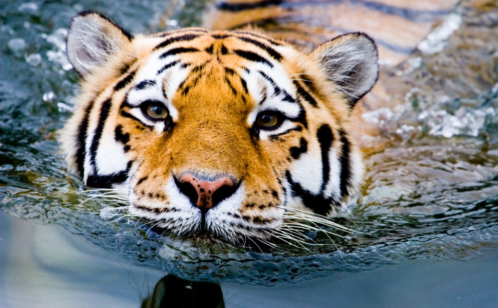 Tigers Swim and Cats Are Afraid of Water: Why? (+ Facts)
