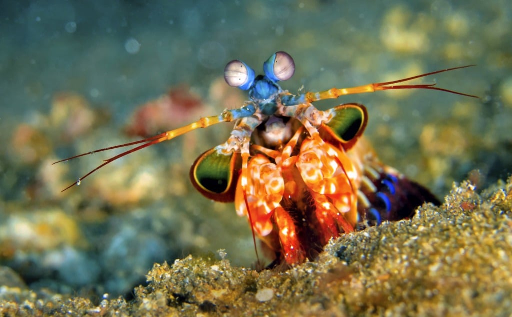 Shrimp mantis