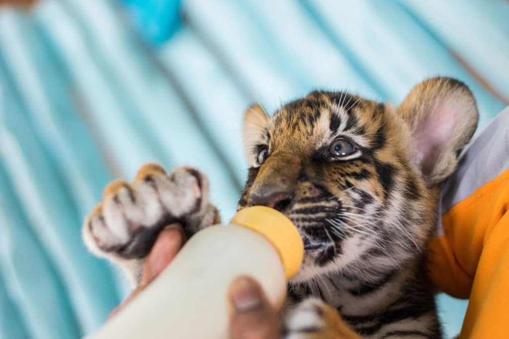 Feeding a baby tiger with a bottle.