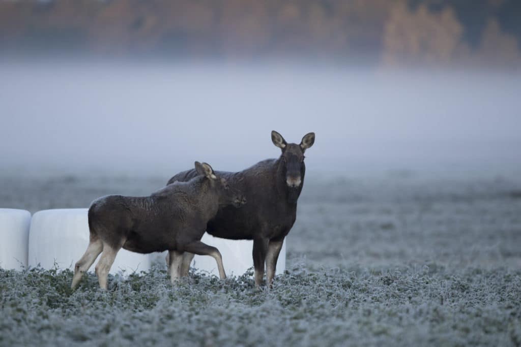Female moose with a calf in cool autumn day.