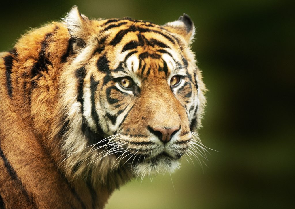 Focus shot on face of a bengal tiger.
