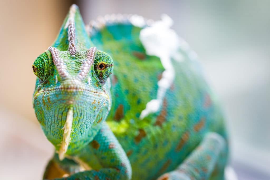 Front portrait of a chameleon.