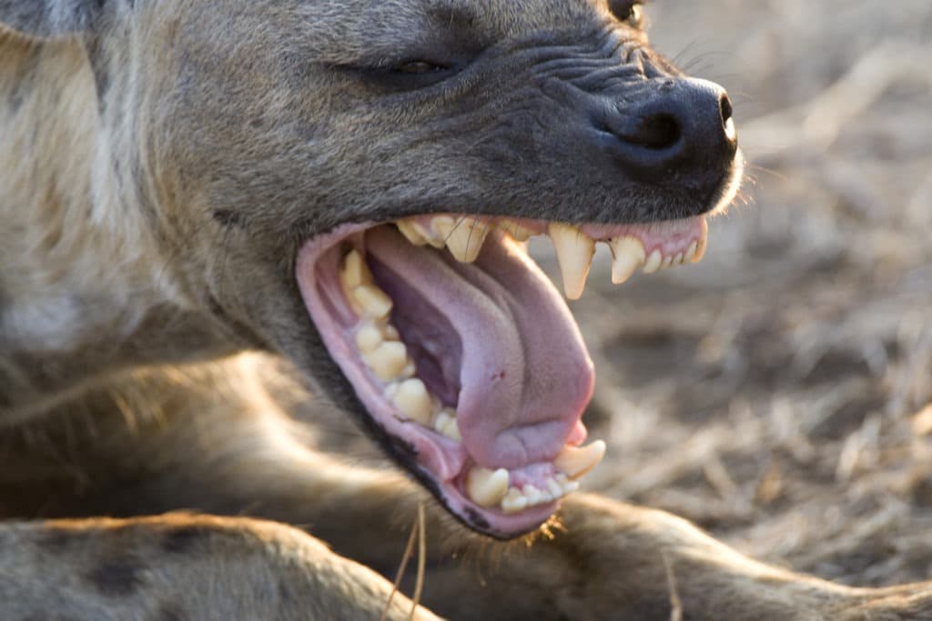 Close-up of a Gevlekte Hyena's mouth.