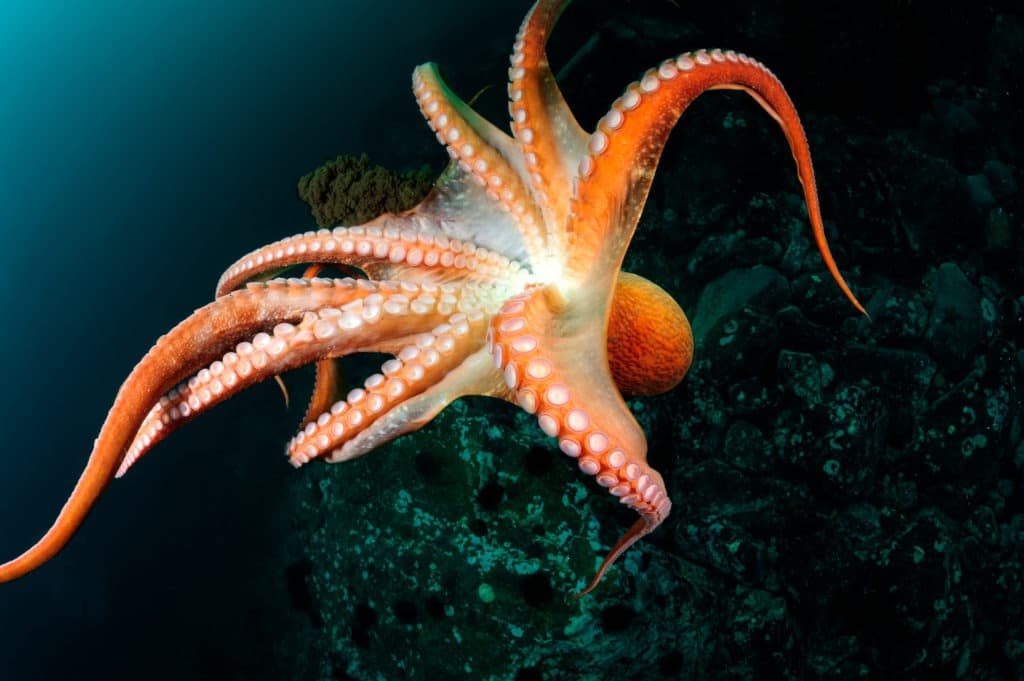 Giant octopus deep in Japan sea.