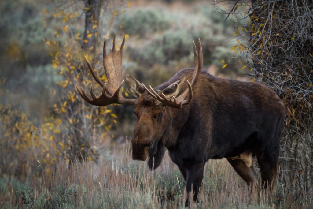 Giant Shiras bull moose in autumn.