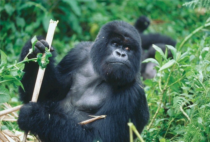 Gorilla holding a wooden stick.