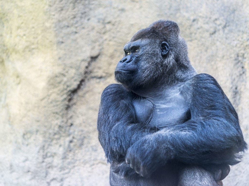 Gorilla looking away with arms crossed.