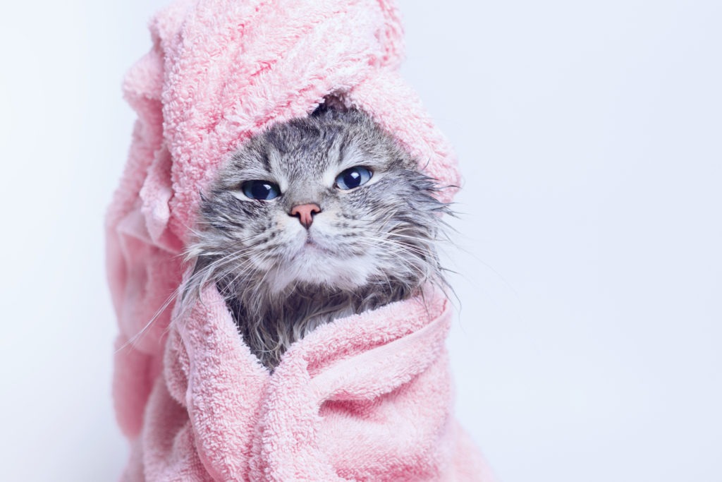 Gray tabby kitten wrapped in a pink towel.