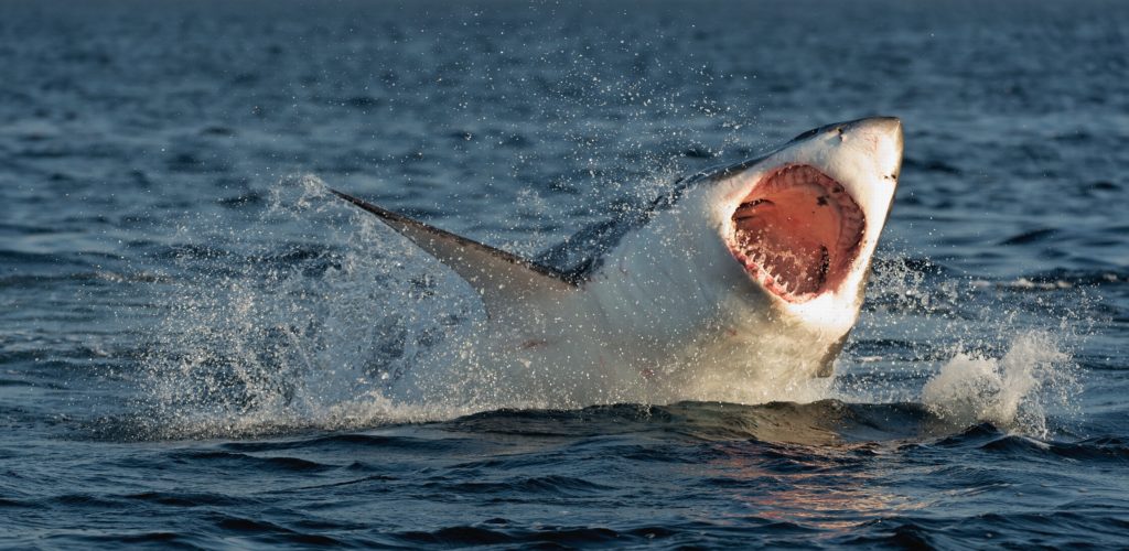 Great white shark attack through the water surface.