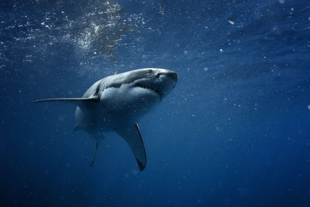 Great white shark in the blue ocean.