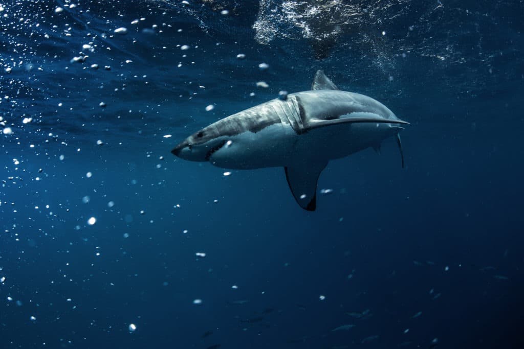 Great white shark near the surface of a blue deep ocean.