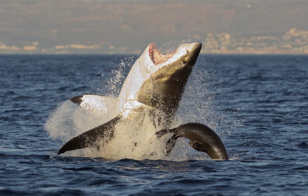 Great white shark breaching in an attack on a seal.