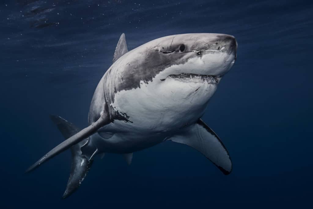 Grande squalo bianco nelle acque blu profondo.