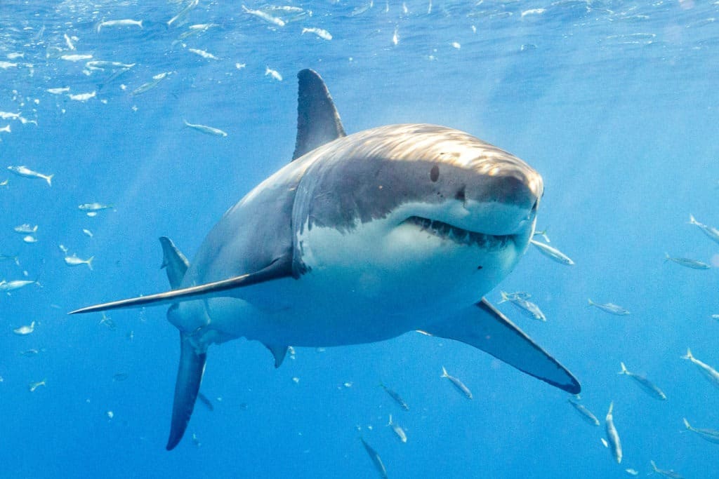 Great white shark with fishes in Mexico.